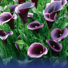 8718641998717 1 Calla Dubai Nights.jpg